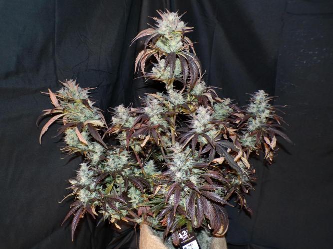 FastBuds42 Seedtest. Week 12