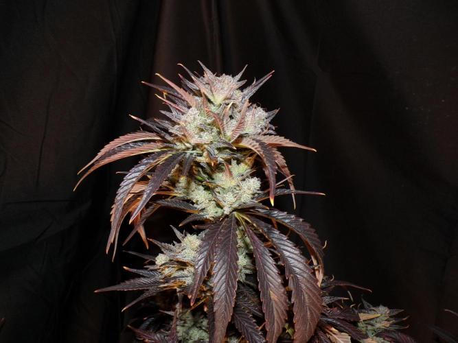 FastBuds42 Seedtest. Week 12