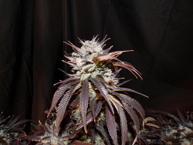 FastBuds42 Seedtest. Week 12