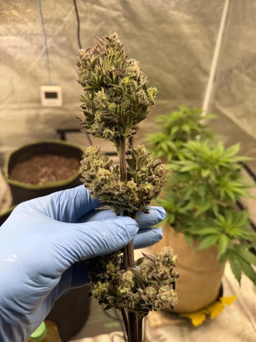 FastBuds42 Seedtest. Week 12