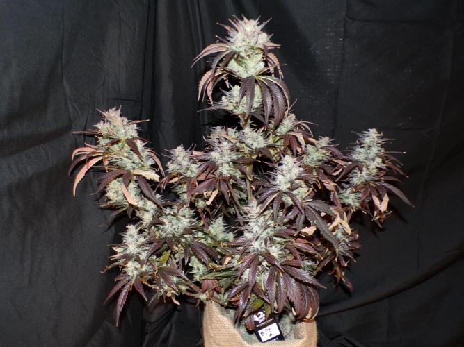 FastBuds42 Seedtest. Week 12