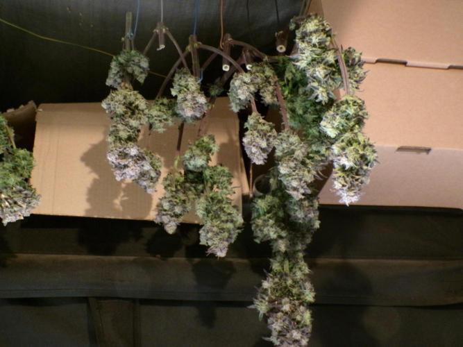 FastBuds42 Seedtest. Week 12