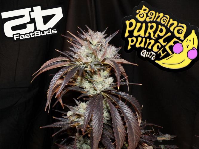 FastBuds42 Seedtest. Week 12