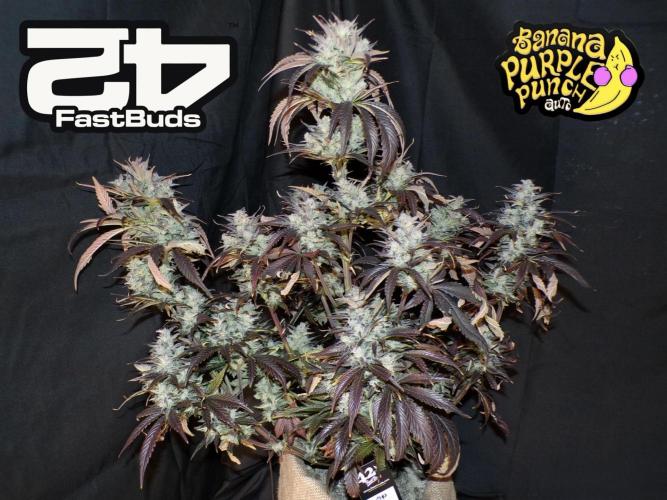 FastBuds42 Seedtest. Week 12