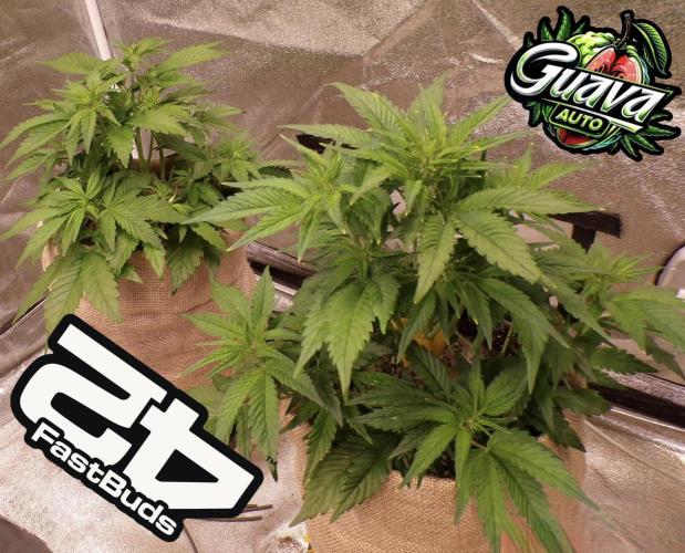 420 Fast Buds Seedtest. Week 5 - Tag 29.