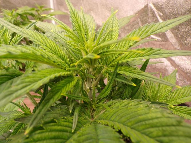 420 Fast Buds Seedtest. Week 5 - Tag 29.