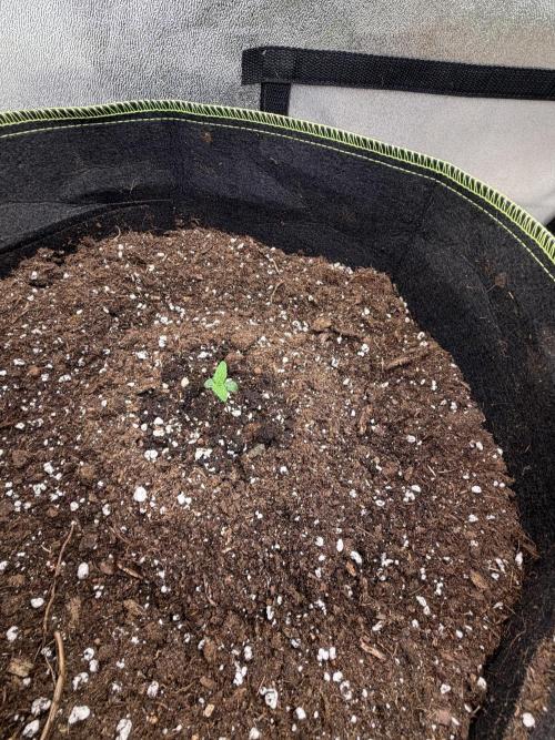 FastBuds Seedtest💪🏽. Week 1 - Tag 4.