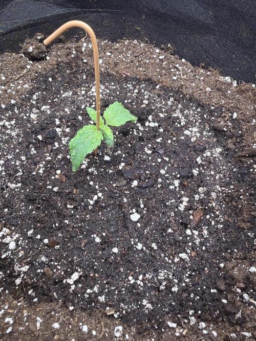 FastBuds Seedtest💪🏽. Week 2 - Tag 9.