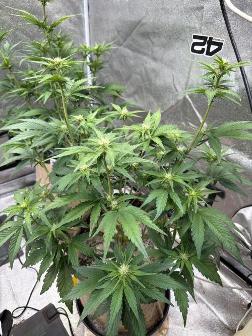 420 Fast Buds Seedtest. Week 6 - Tag 37.