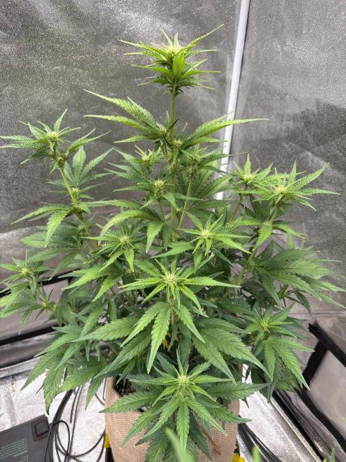 420 Fast Buds Seedtest. Week 6 - Tag 37.