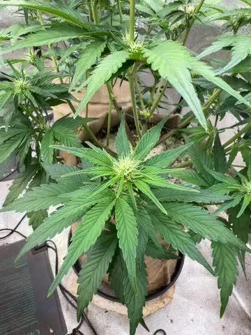 420 Fast Buds Seedtest