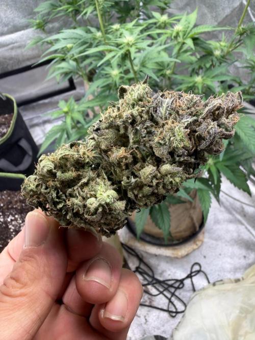 FastBuds42 Seedtest. Week 12