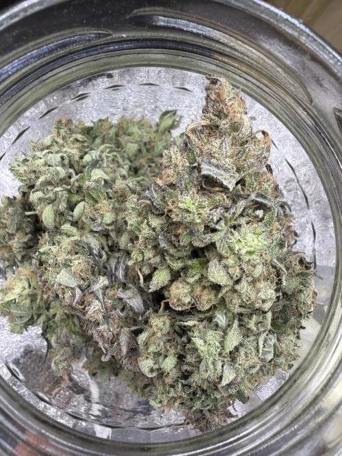 FastBuds42 Seedtest. Week 12