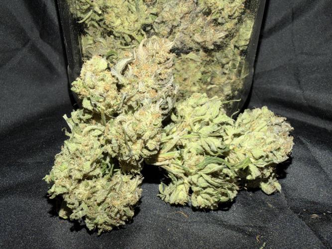 FastBuds42 Seedtest. Week 12