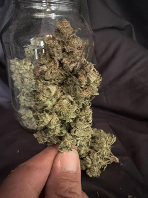 FastBuds42 Seedtest. Week 12