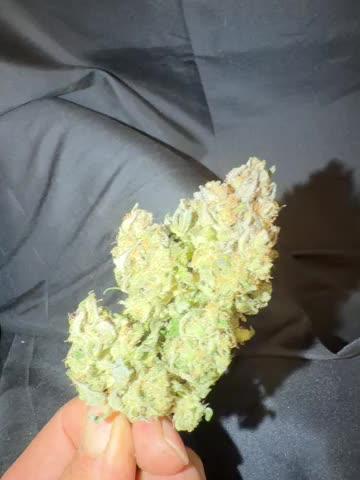 FastBuds42 Seedtest