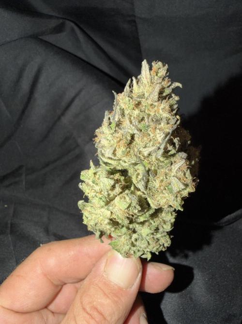 FastBuds42 Seedtest. Week 12