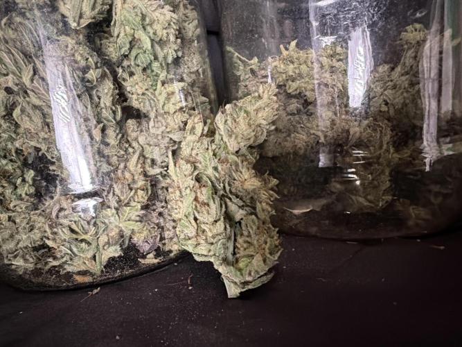 FastBuds42 Seedtest. Week 12