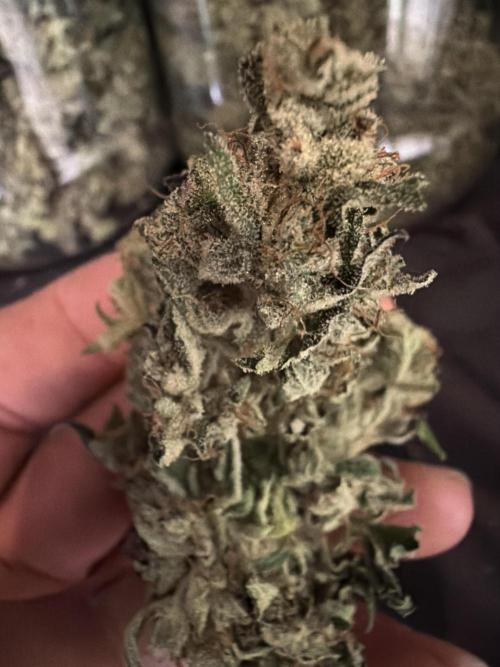 FastBuds42 Seedtest. Week 12