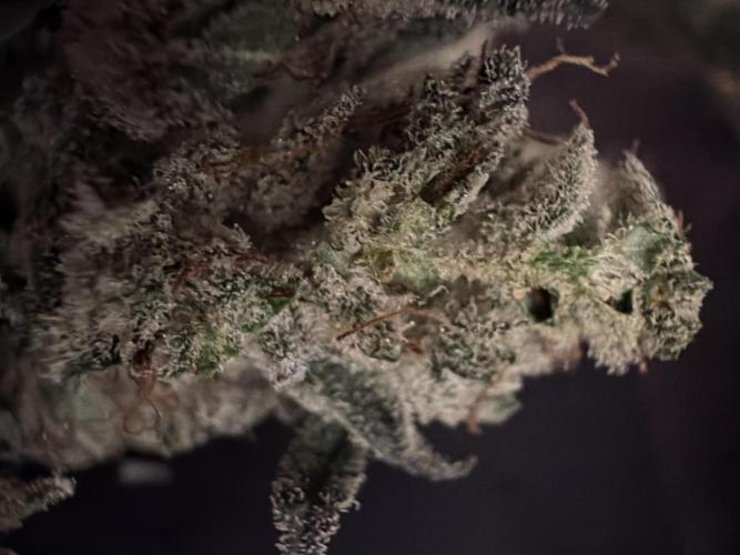 FastBuds42 Seedtest. Week 12