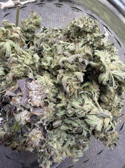 FastBuds42 Seedtest. Week 12