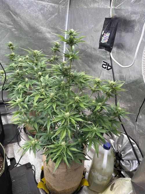 420 Fast Buds Seedtest. Week 7 - Tag 43.