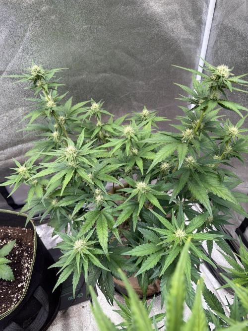 420 Fast Buds Seedtest. Week 7 - Tag 43.