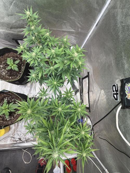 420 Fast Buds Seedtest. Week 7 - Tag 43.
