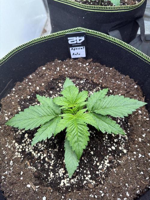 FastBuds Seedtest Apricot💪🏽. Week 3 - Tag 15.