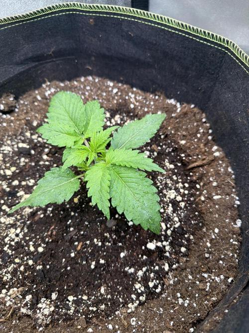 FastBuds Seedtest Apricot💪🏽. Week 3 - Tag 15. 