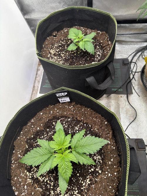 FastBuds Seedtest Apricot💪🏽. Week 3 - Tag 15.