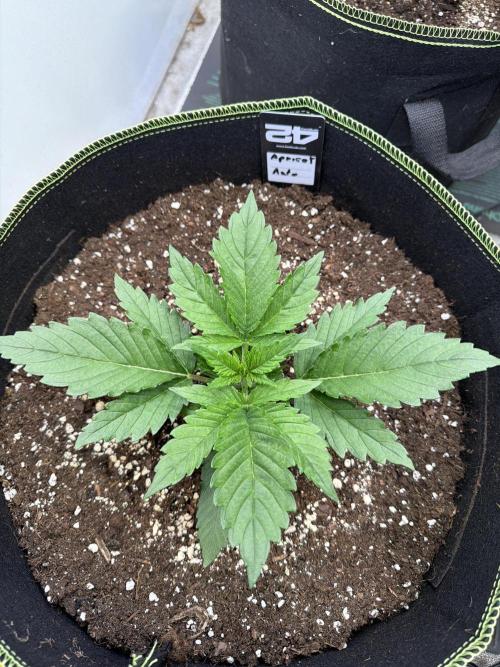 FastBuds Seedtest Apricot💪🏽. Week 3 - Tag 16.