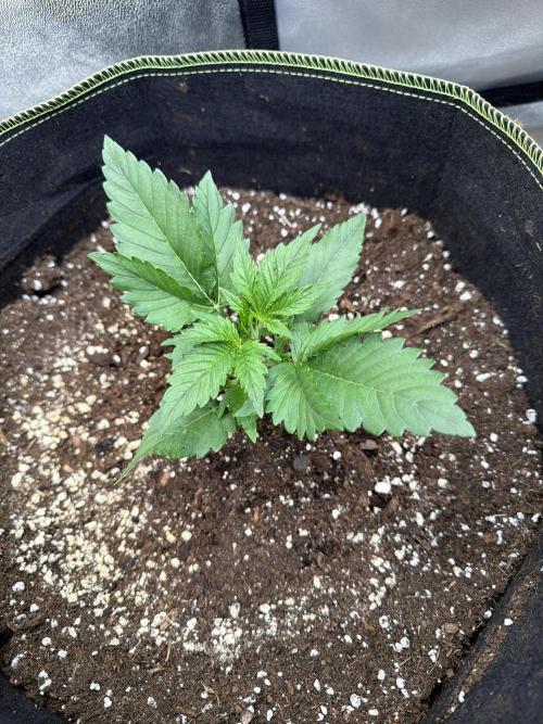 FastBuds Seedtest Apricot💪🏽. Week 3 - Tag 16.