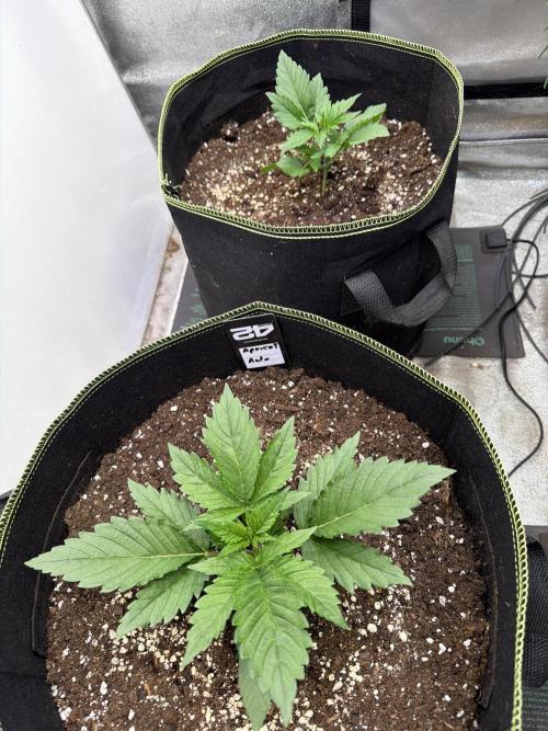 FastBuds Seedtest Apricot💪🏽. Week 3 - Tag 16.