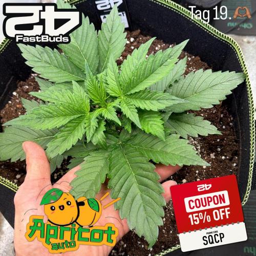 FastBuds Seedtest Apricot💪🏽. Week 3