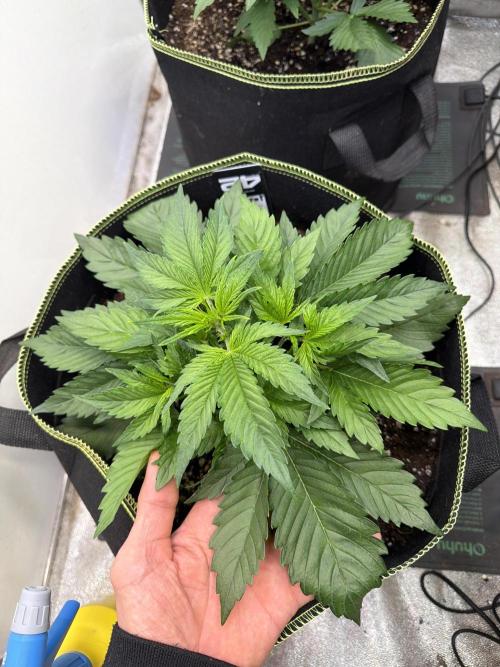FastBuds Seedtest Apricot💪🏽. Week 4 - Tag 22.