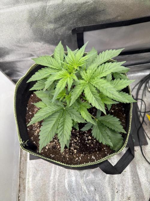 FastBuds Seedtest Apricot💪🏽. Week 4 - Tag 22.