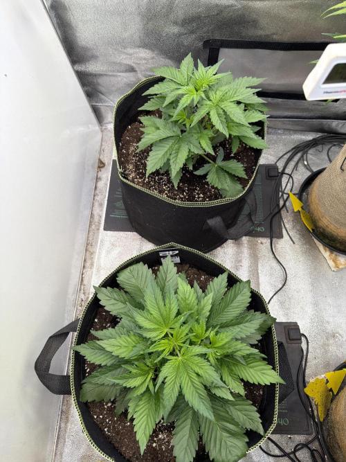 FastBuds Seedtest Apricot💪🏽. Week 4 - Tag 22.