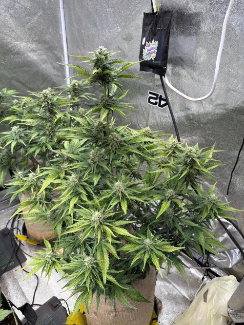 420 Fast Buds Seedtest. Week 8 - Tag 50.