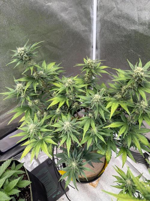 420 Fast Buds Seedtest. Week 8 - Tag 50.