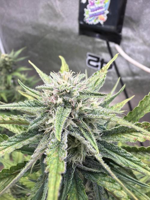 420 Fast Buds Seedtest. Week 8 - Tag 50.