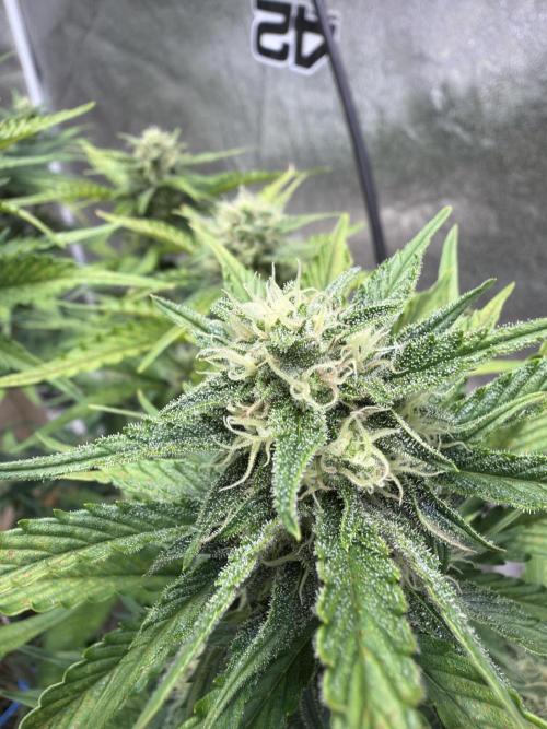 420 Fast Buds Seedtest. Week 8 - Tag 50.