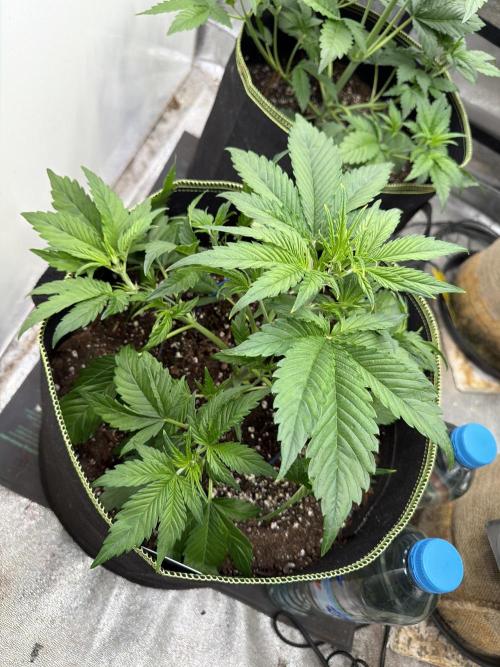 FastBuds Seedtest Apricot💪🏽. Week 4 - Tag 24.