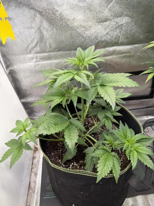 FastBuds Seedtest Apricot💪🏽. Week 4 - Tag 24.
