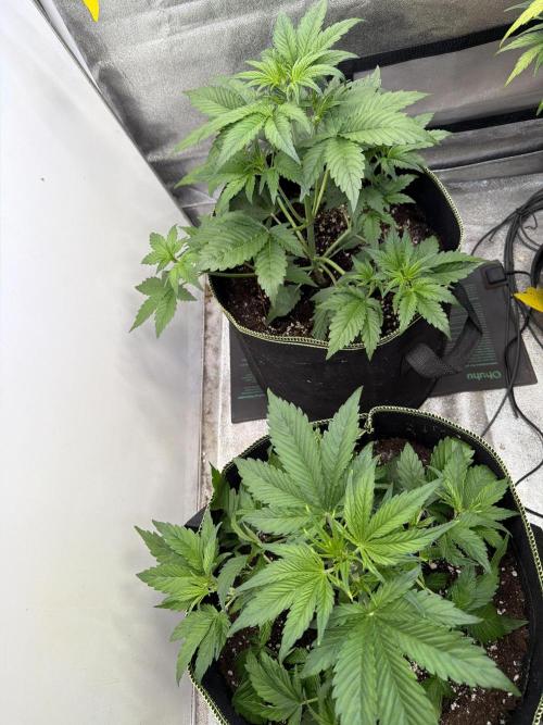 FastBuds Seedtest Apricot💪🏽. Week 4 - Tag 24.