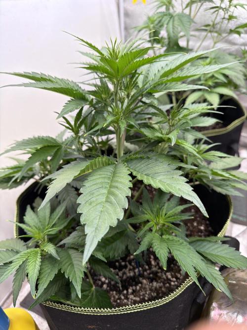 FastBuds Seedtest Apricot💪🏽. Week 5 - Tag 29.