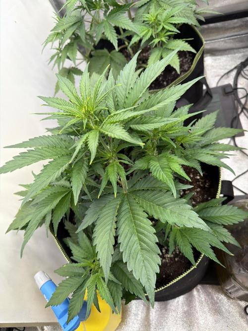 FastBuds Seedtest Apricot💪🏽. Week 5 - Tag 29.