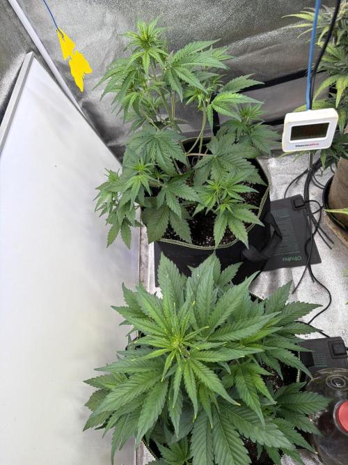 FastBuds Seedtest Apricot💪🏽. Week 5 - Tag 29.
