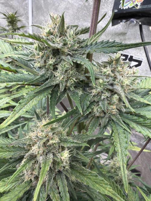 420 Fast Buds Seedtest. Week 9 - Tag 57.