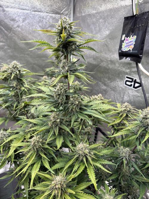 420 Fast Buds Seedtest. Week 9 - Tag 57.